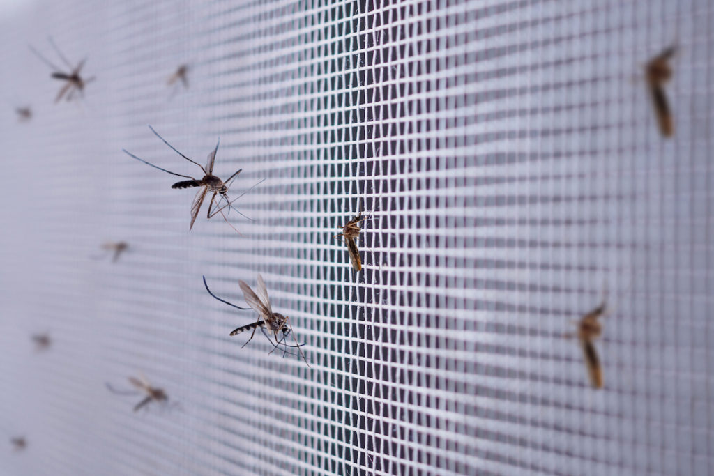 Bugs coming shop through recessed lights