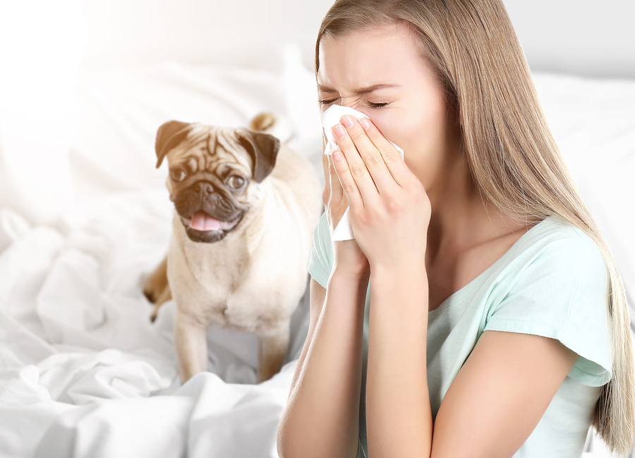 Young ill woman with tissue and pet on background.